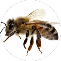 Custom Bubble - Bubble Merge Custom Item